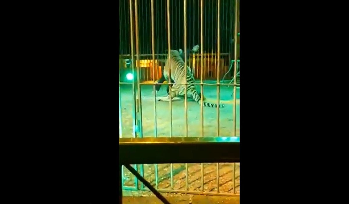 Tigre ataca a su domador