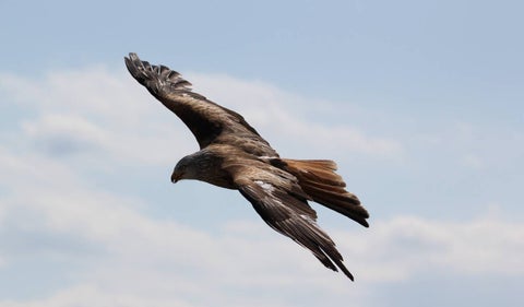 Aguila