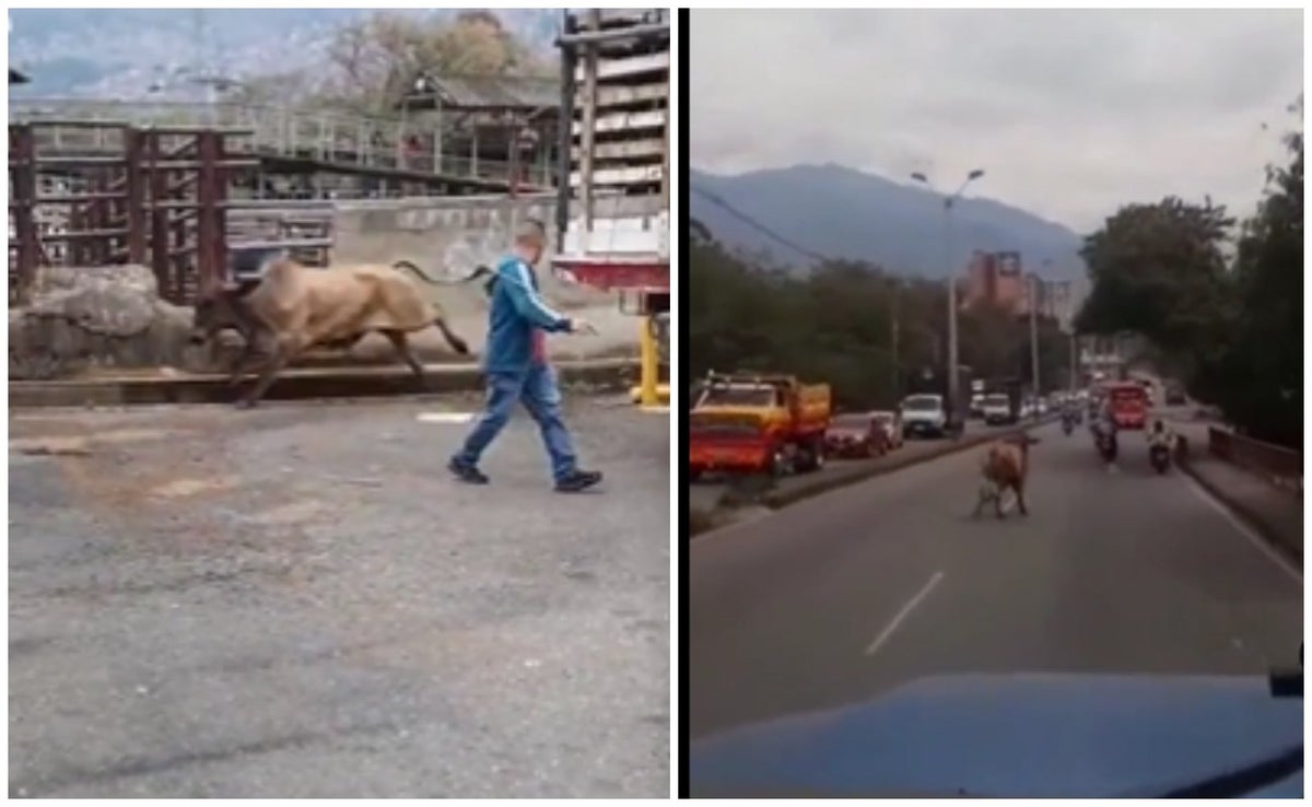 Toro que iba a ser sacrificado escapó y causó grave accidente de tránsito