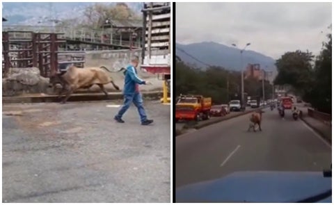 Toro que iba a ser sacrificado escapó y causó grave accidente de tránsito
