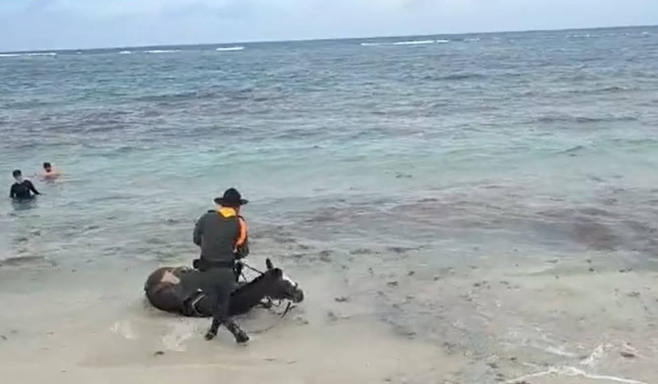 Caballo en el mar