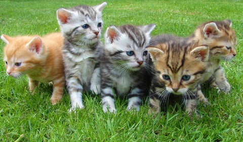 Día internacional de los gatos