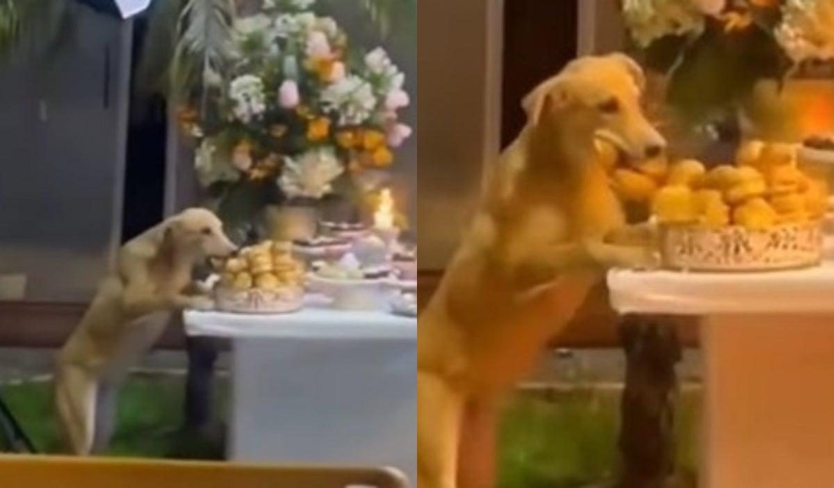 Un perrito se robó los pasabocas de una fiesta