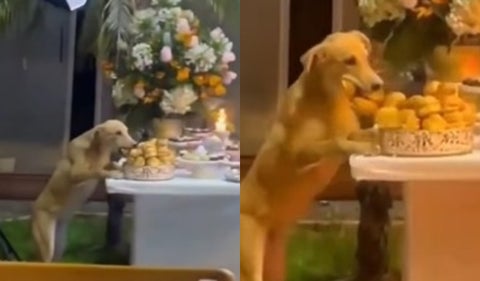 Un perrito se robó los pasabocas de una fiesta