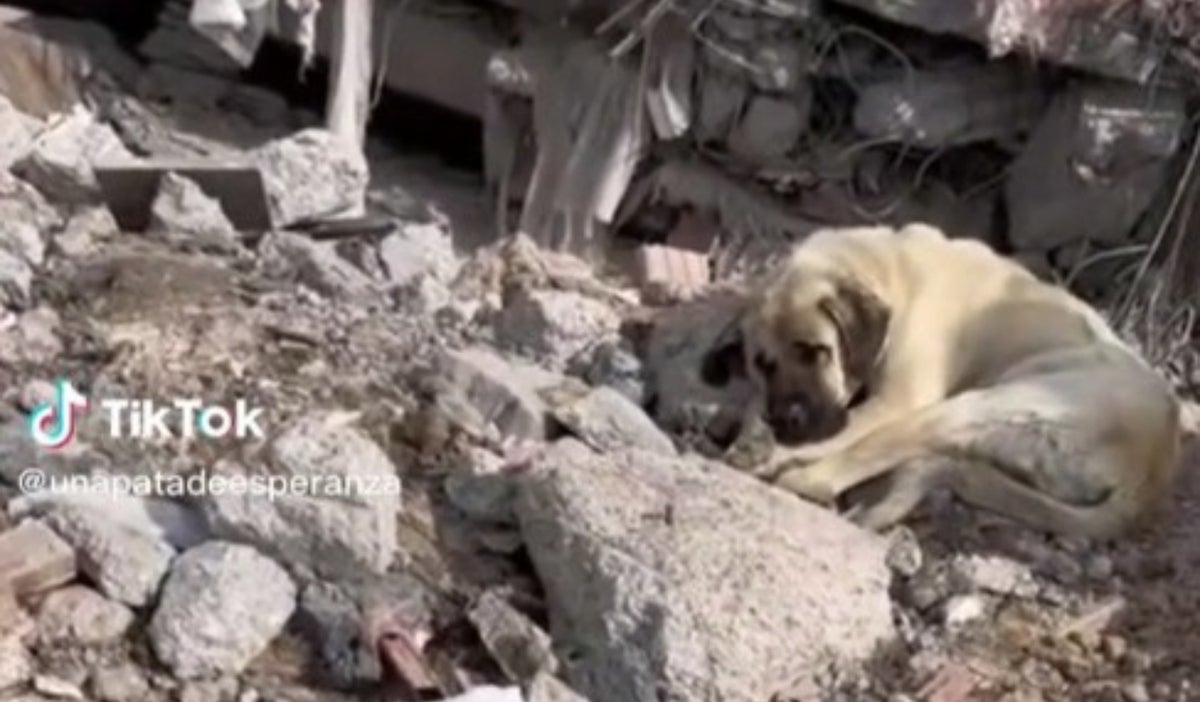 Perrito en Turquía