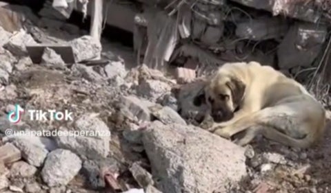 Perrito en Turquía