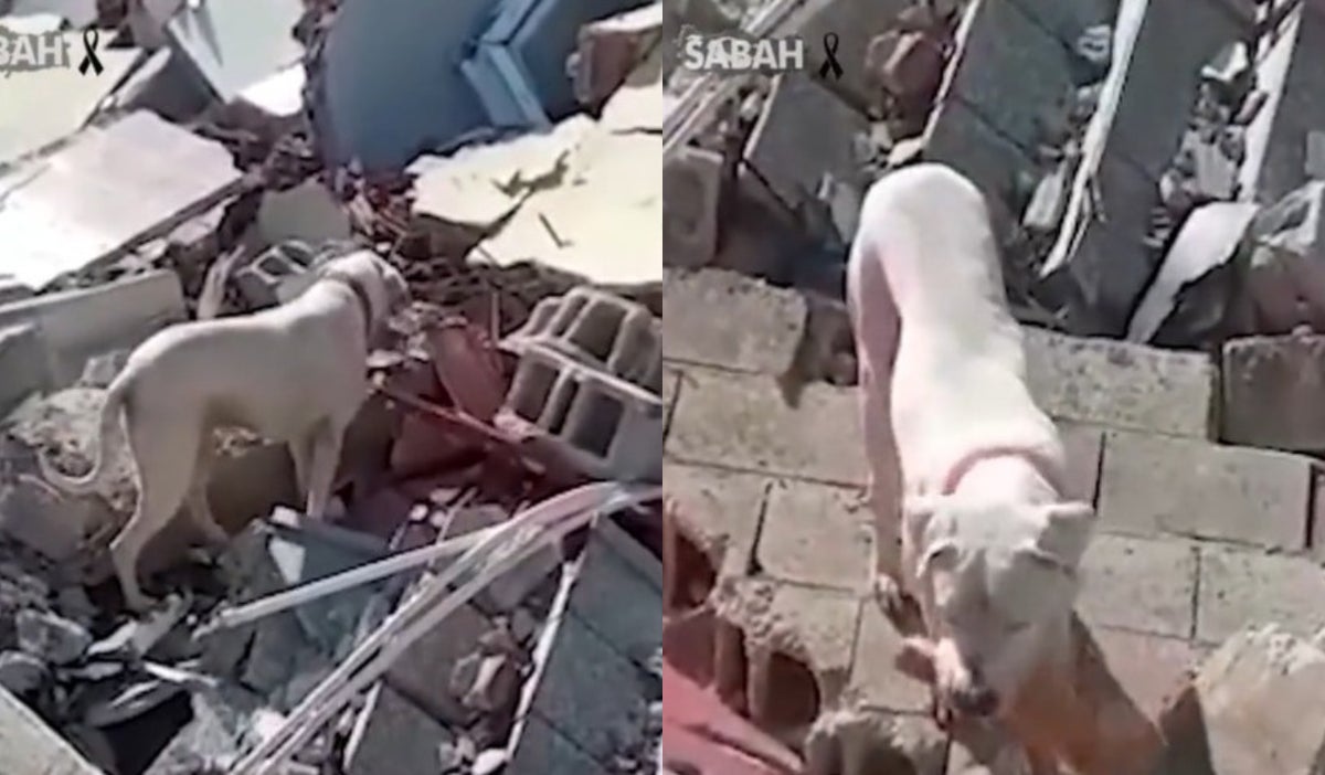 Perrito le lleva pan a su dueño que está enterrado en escombros
