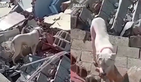 Perrito le lleva pan a su dueño que está enterrado en escombros