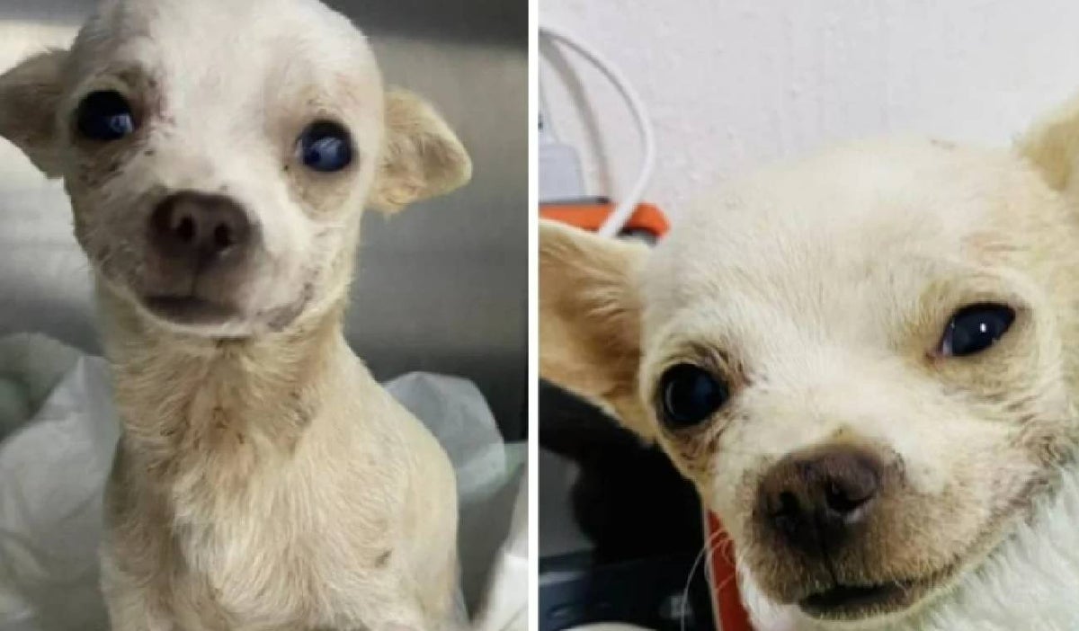 Perrito