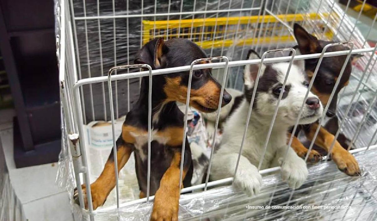 Perritos