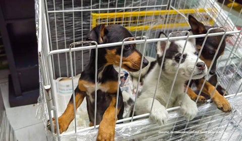 Perritos