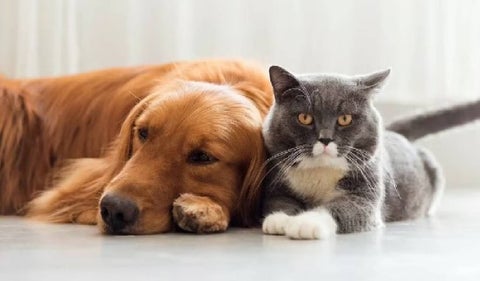Perros y gatos