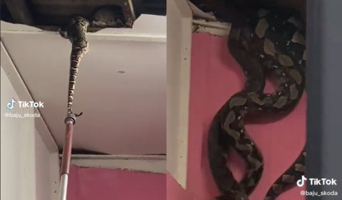 Pitones en techo de una casa