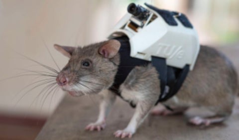 Ratas 'heroicas' hacen parte de los operativos de rescate