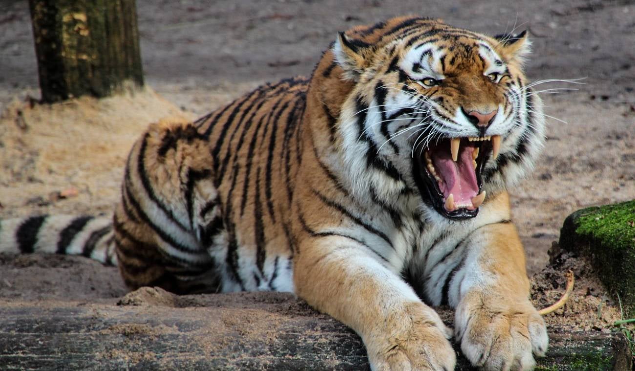 Tigre