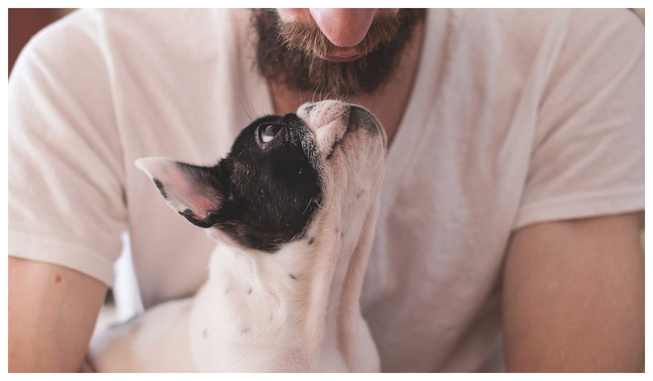 Perrito con su cuidador