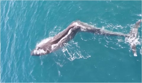 Video de ballena con escoliosis