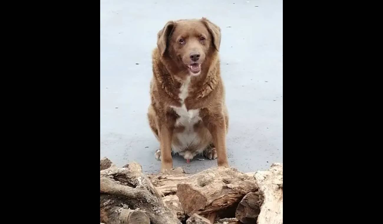 Bobi, el perro mas longevo