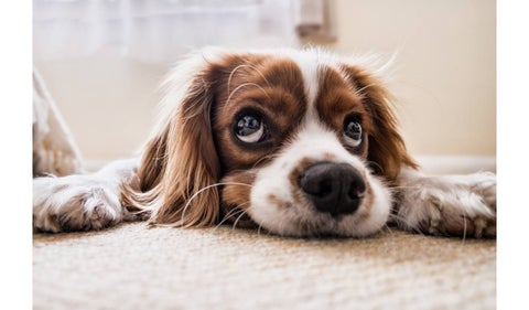 Embargo de animales: justicia puede decretarlo