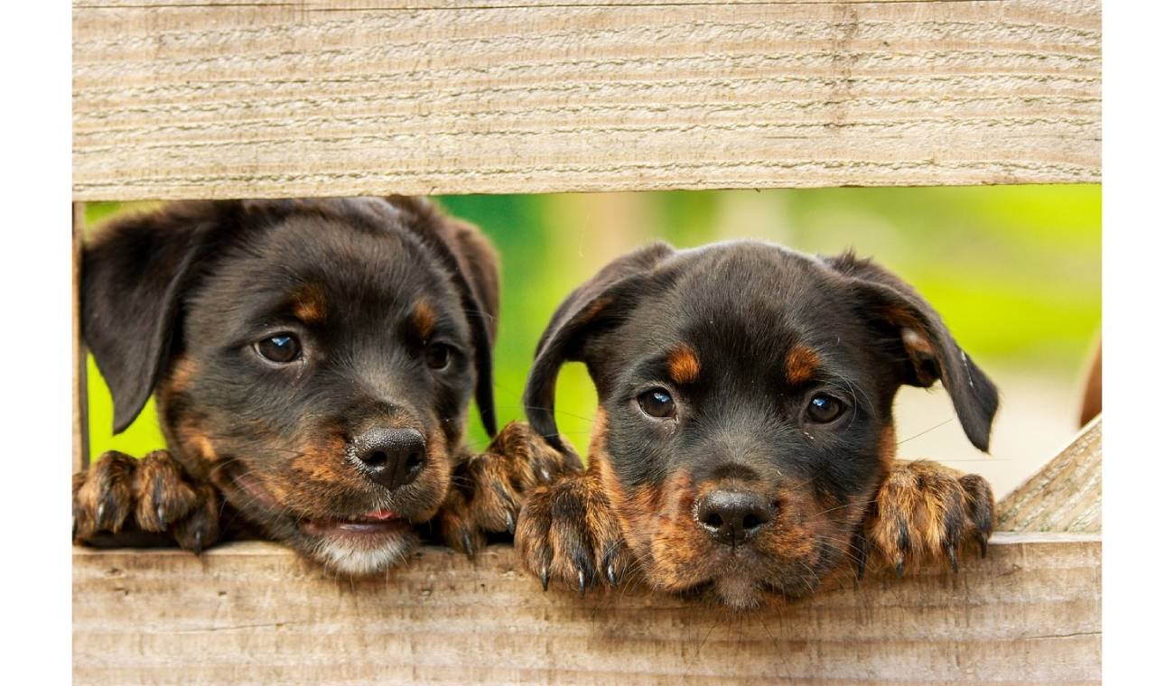 Cómo evitar los gases en los perros
