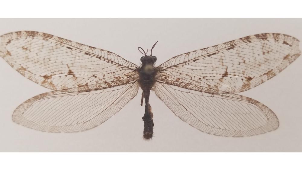 Insecto gigante