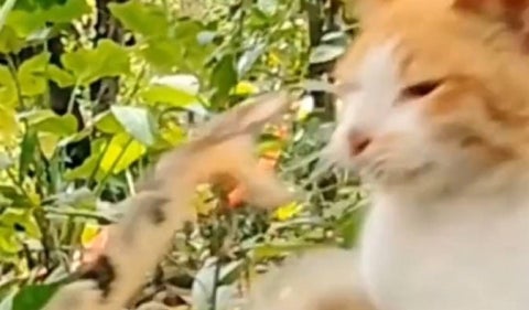 Ataque a GATO