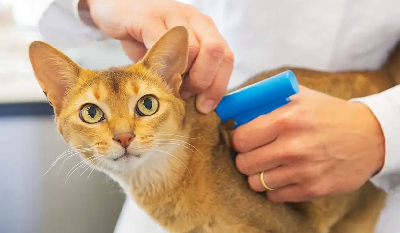 Microchip para mascotas