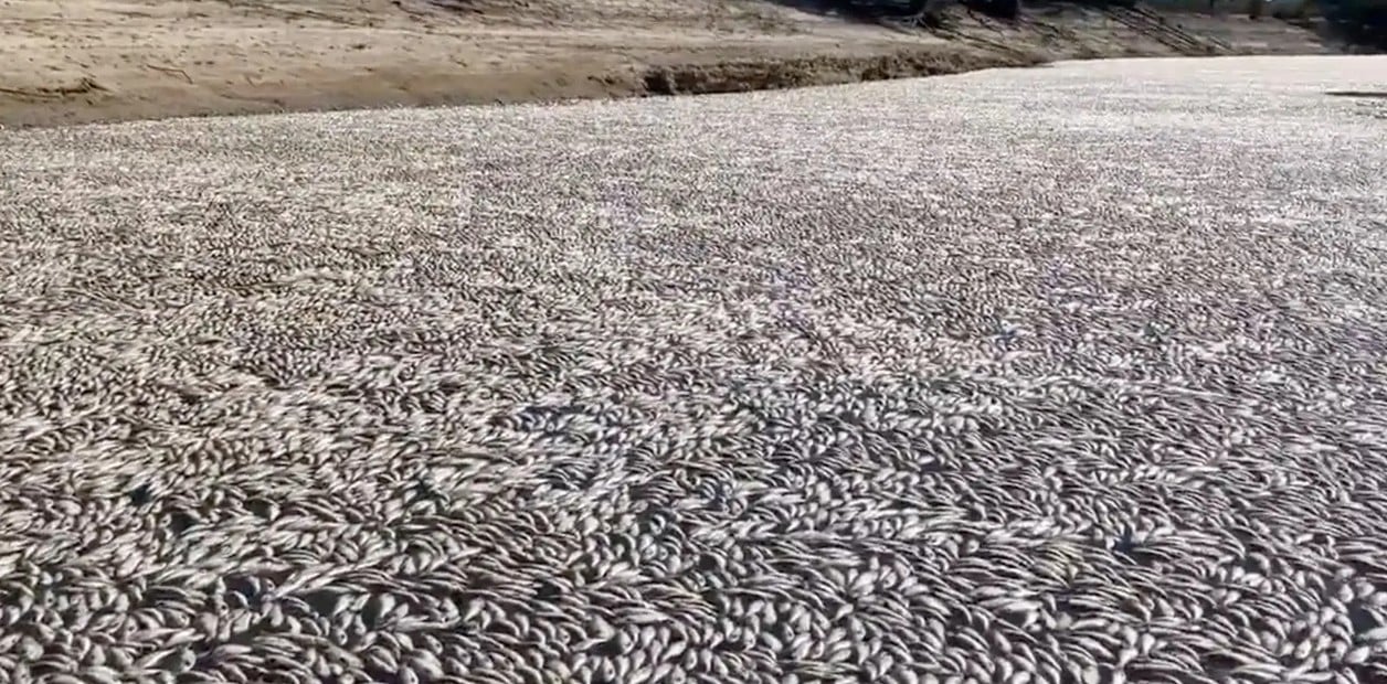 Peces muertos en un río de Australia