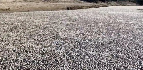 Peces muertos en un río de Australia