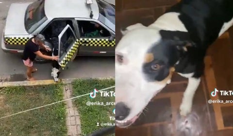 Perrita volvió a casa en taxi