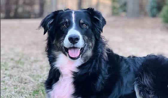 Perro salva la vid a su ama