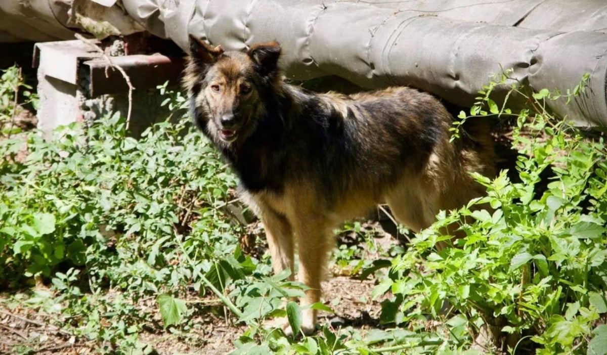 Perros atómicos en Chernobyl