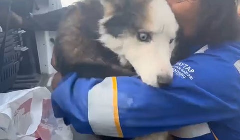 Rescate de perro en Turquía