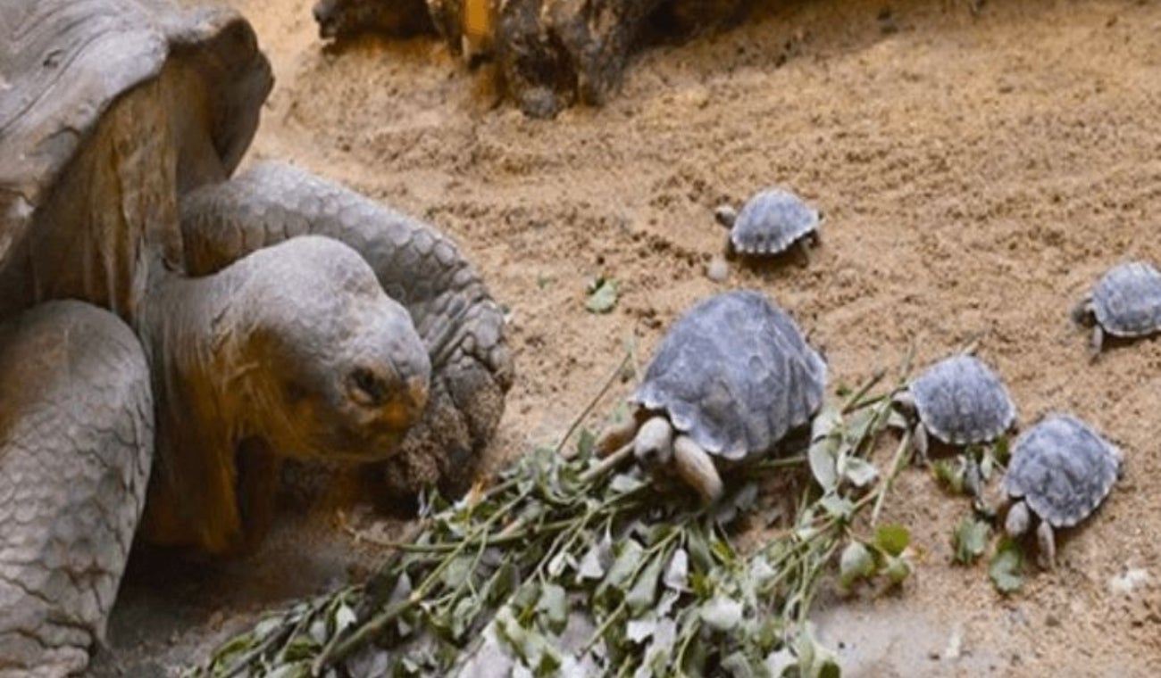 Tortuga de 80 años