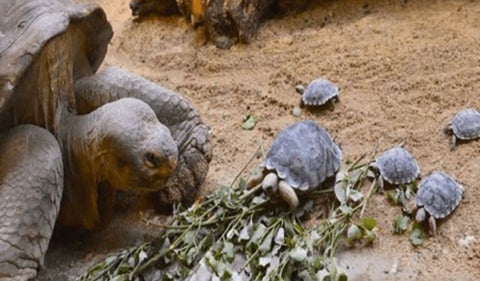 Tortuga de 80 años