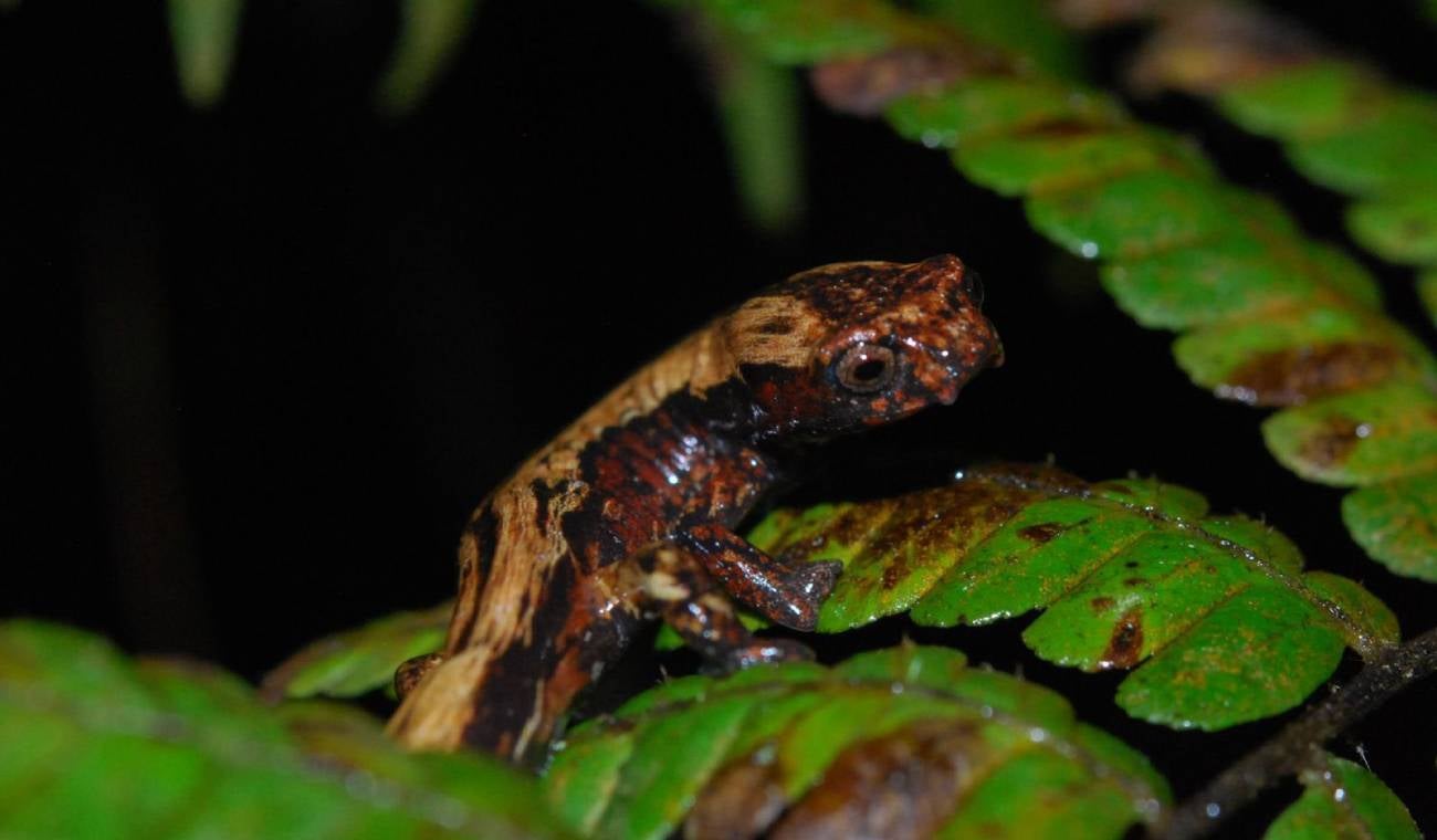 Bolitoglossa muisca