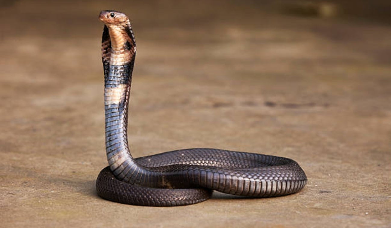 Cobra en la cabina de un avión