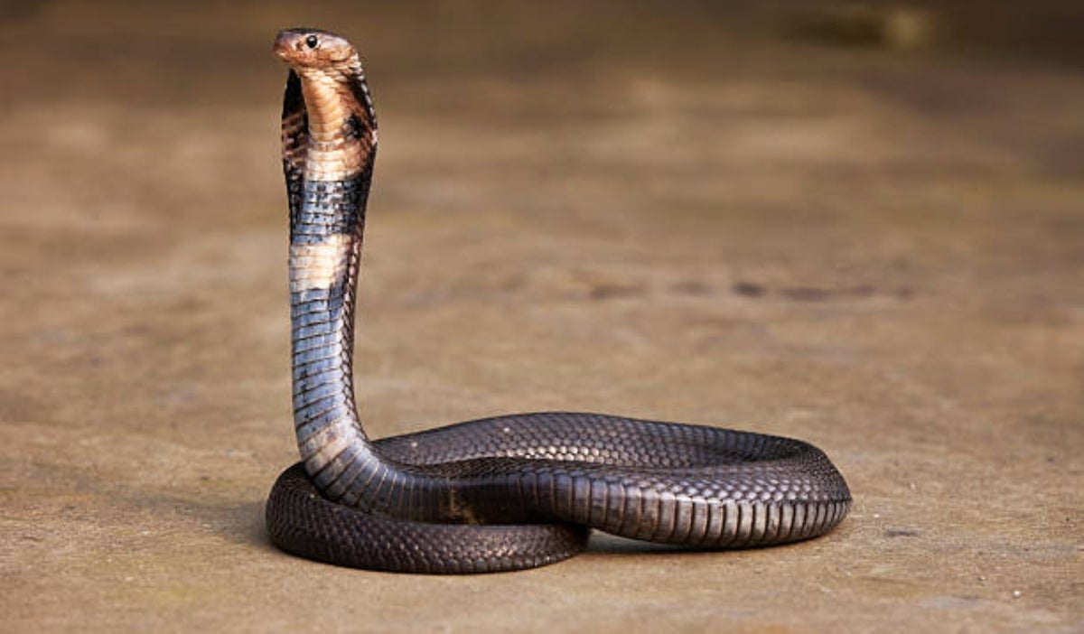 Cobra en la cabina de un avión