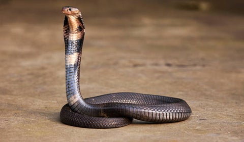 Cobra en la cabina de un avión