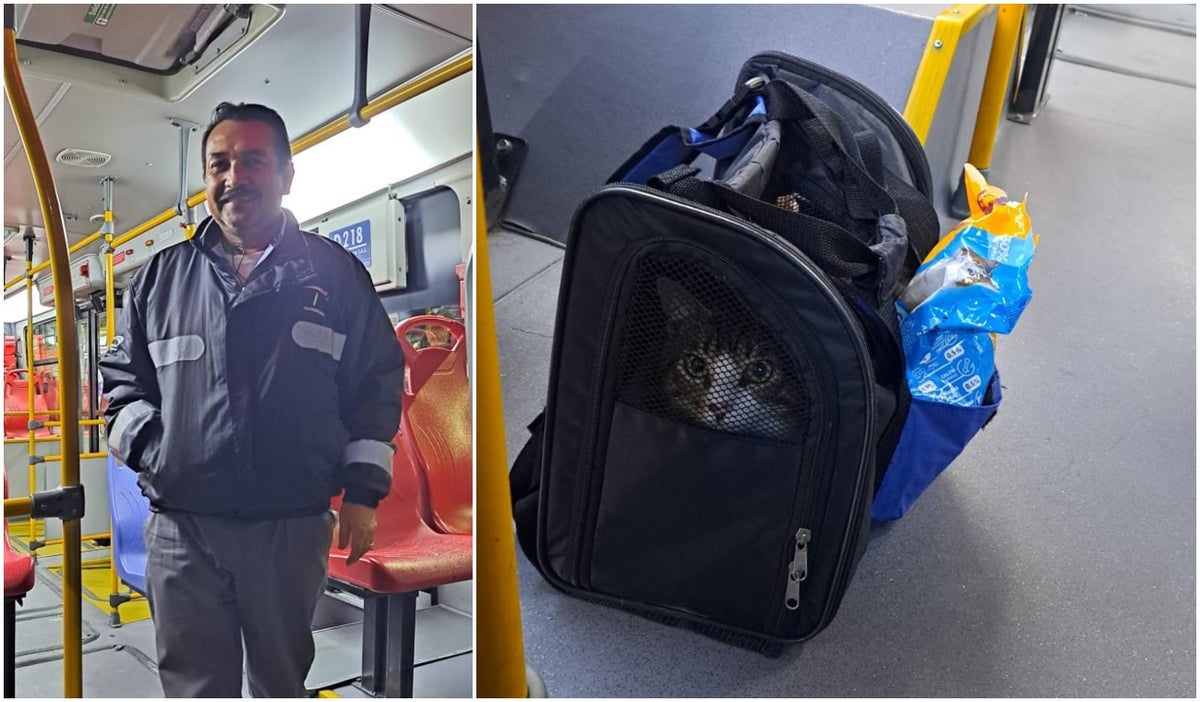 Conductor de Transmilenio adopta gato abandonado