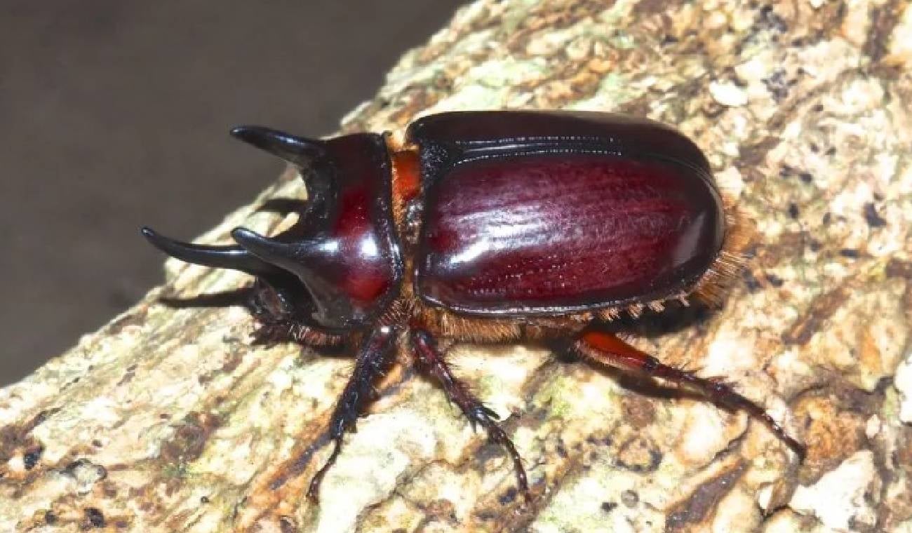 Escarabajo