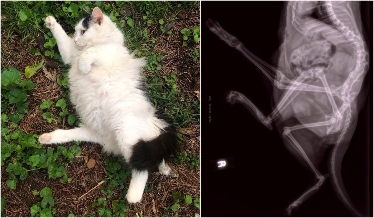 Lu Lu, la gata de cinco patas