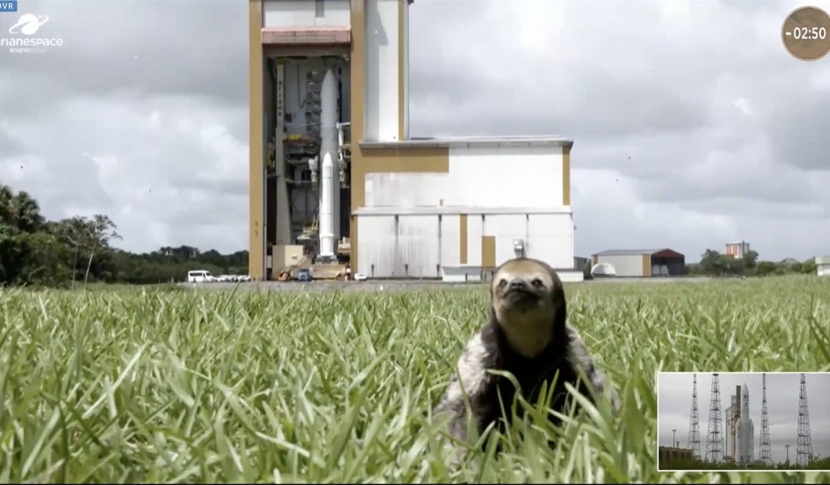 Perezoso se coló en lanzamiento de JUICE y se convierte en 'astronauta'
