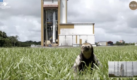 Perezoso se coló en lanzamiento de JUICE y se convierte en 'astronauta'