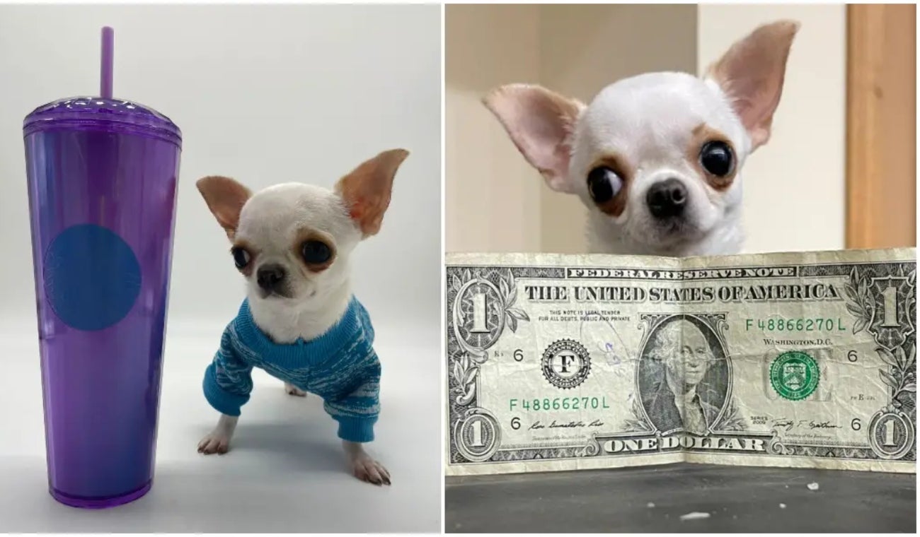 Pearl, el perro más pequeño del mundo