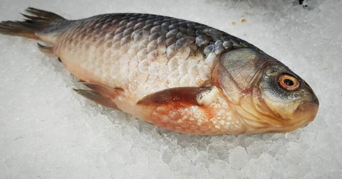 Pescado