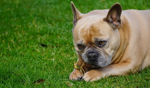 Crean aplicación que funciona como Tinder para adoptar perro