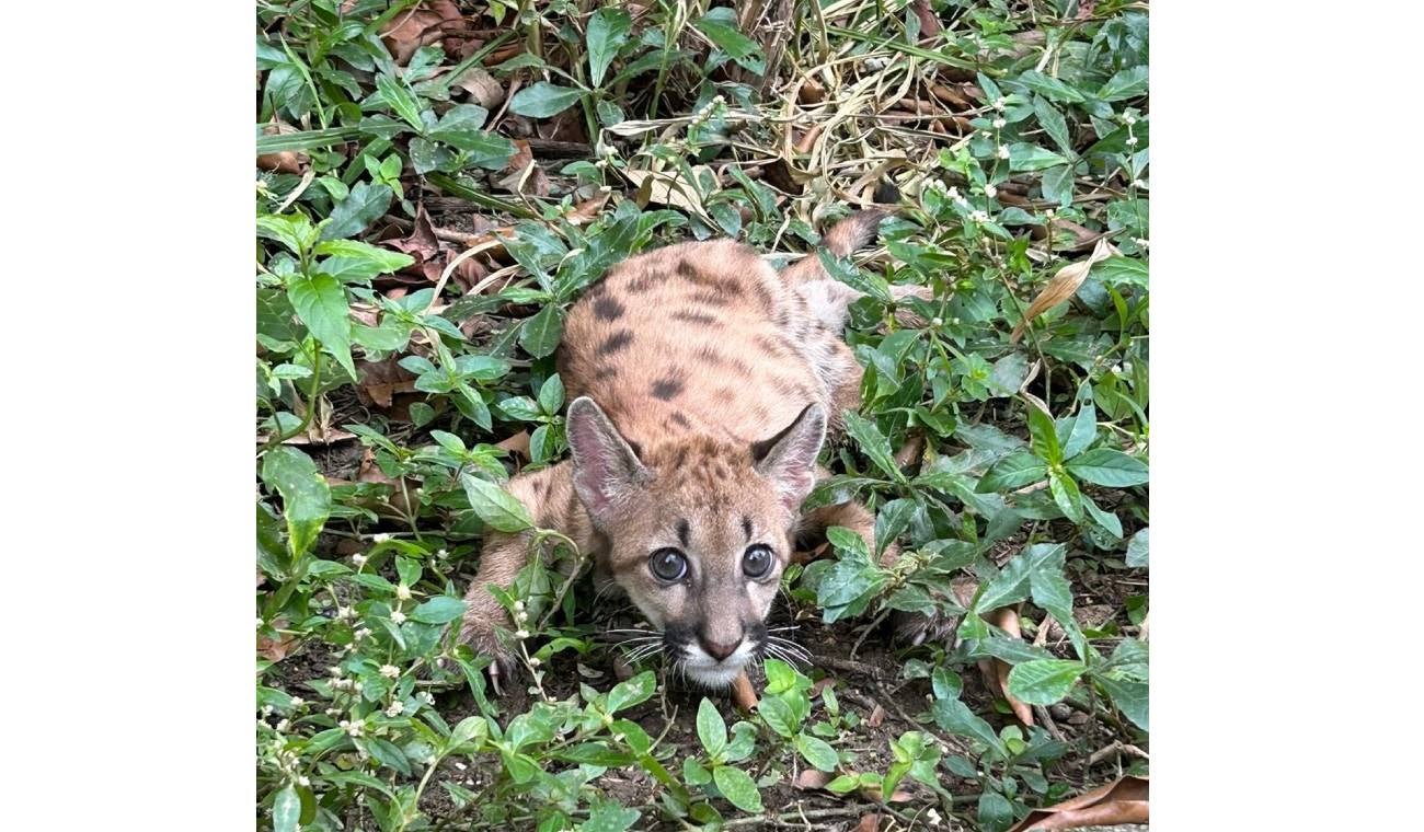 puma cachorro le cortan sus bigotes