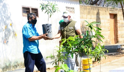 Santa Marta, Siembra