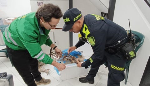 Los 9.517 gramos de productos de especies silvestres correspondían a carne de chigüiro, conejo, tortuga hicotea y cormorán.